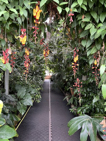 A path through plants handing from above.