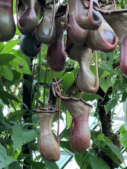 Plants shaped like cups hanging from above.