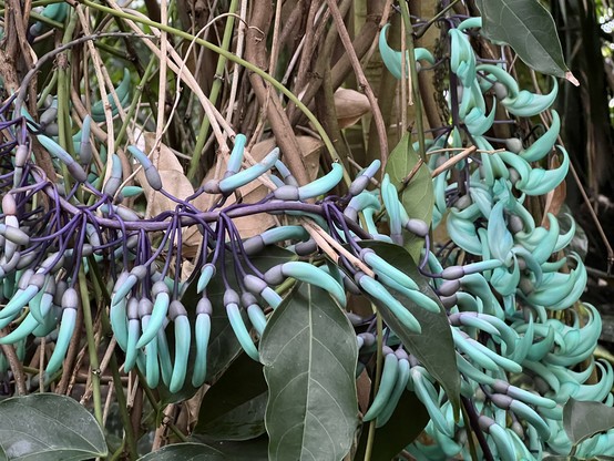 Curiously shaped plant pods.