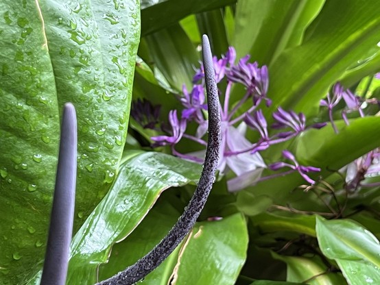 Purple plant.
