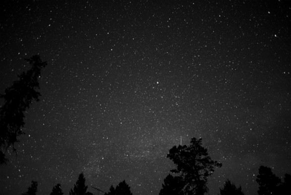 A Lyrid meteor, partly hidden behind a tree, is visible. The small constellation Lyra is in the center of the frame in this monochrome star field. Trees are visible along the bottom of the frame.