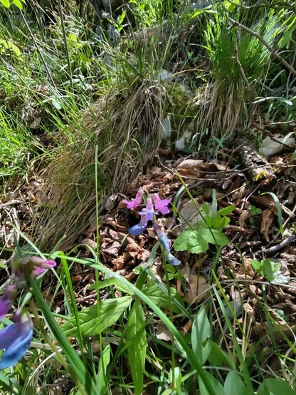 Die Nahaufnahme einer Orchidee in Lila tönen.