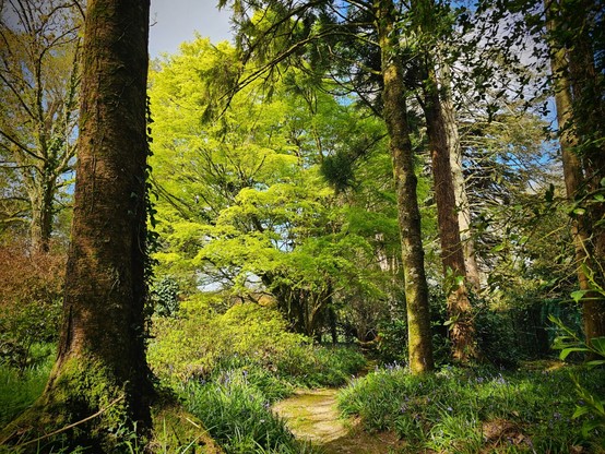 A narrow, winding dirt path leads through a lush green forest with tall trees and vibrant bluebells and other foliage lining the sides. Sunlight filters through the canopy.