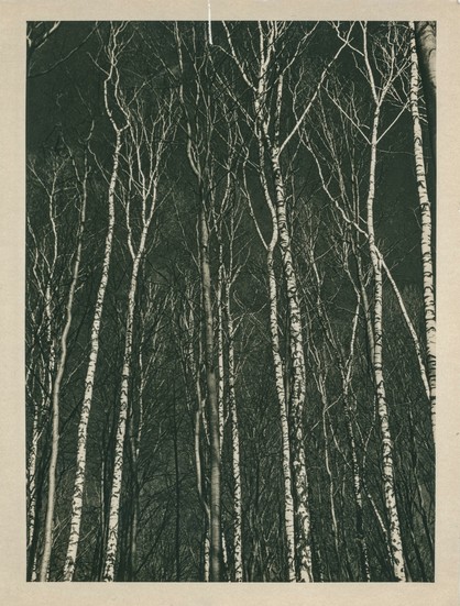 This is a black-and-white photograph of a dense birch forest, printed using the lith print technique. The tall, slender trunks of the birch trees dominate the composition, stretching vertically across the image with intricate, leafless branches interweaving overhead. The trees have a stark, high-contrast appearance, their white bark accentuated by the dark background. The image has a vintage, almost ethereal quality, enhanced by the characteristic gritty shadows and warm highlights typical of lith printing. The border of the print suggests it was traditionally developed in a darkroom, giving it an artisanal and timeless feel