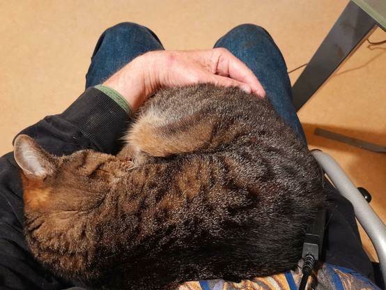 Pussy Galore, a tiger tabby, curls up  for some quality lap time.