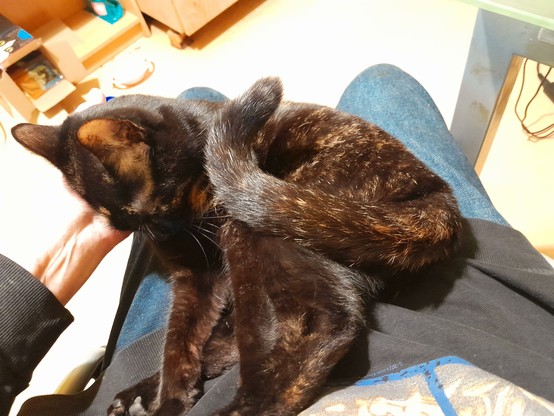 Harley Quinn,  an almost black tortoiseshell with cinnamon and cream splotches, squirms ecstatically as I apply ministrations.