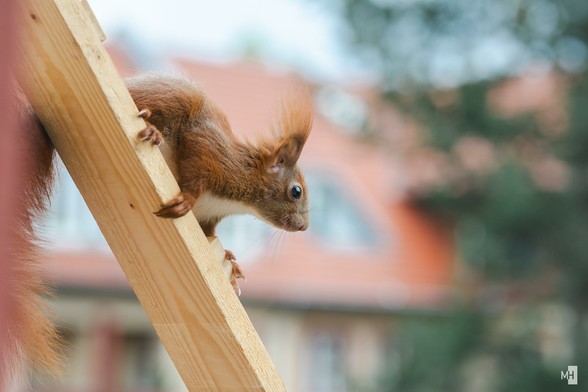 Ein kleines Eichhönchen auf einer Holzleiter