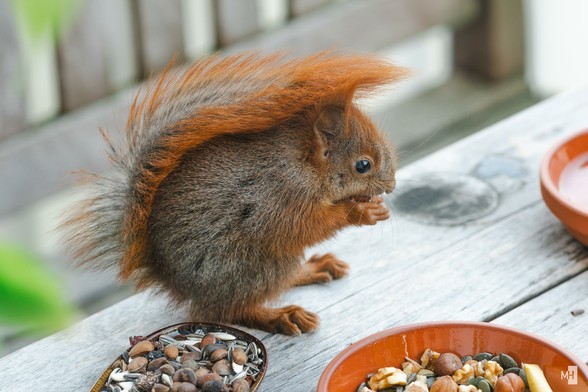 Ein kleines Eichhörnchen frisst auf einem Holztisch.