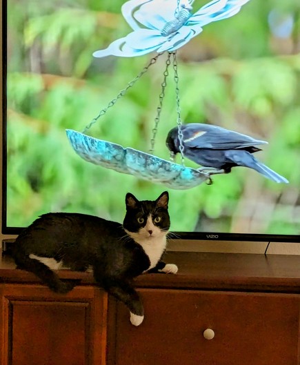 Tuxedo cat watching tv