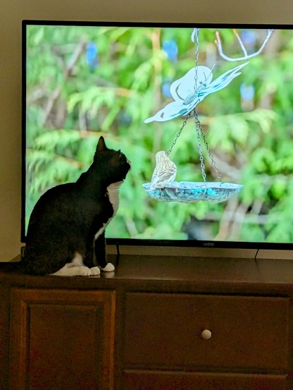 Betty investigating the bird on TV