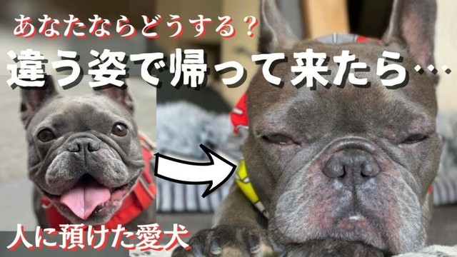 人に預けたペットが変わった姿で帰ってきたら…あなたならどうする…？