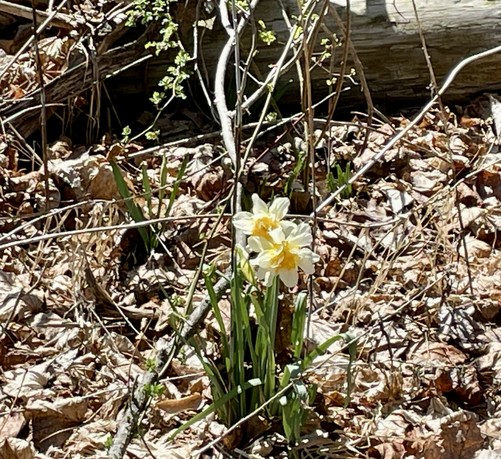 The image depicts a natural scene with a focus on a cluster of daffodils in the foreground. The daffodils have bright yellow centers and white petals, standing out against the brown, dry leaves covering the ground. The leaves are scattered and appear to be from various trees, indicating a forest floor setting. In the background, there are bare branches and a large log, suggesting a wooded area. The lighting is bright, indicating a sunny day. The daffodils are surrounded by green shoots, hinting at new growth. The overall composition highlights the contrast between the vibrant flowers and the muted tones of the surrounding environment.

Provided by @altbot