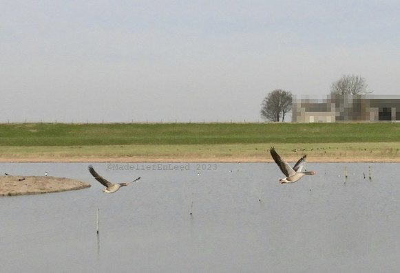 Twee laagvliegende ganzen over een water met links een stukje van een eilandje, op de achtergrond een dijk met rechts achter de dijk wat bebouwing en bomen.