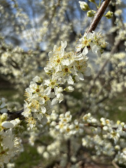 plum blossoms on a plum tree that is very full of blossoms