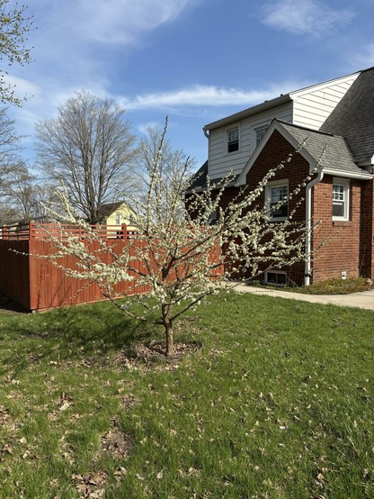A plum tree in full bloom in front of a brick house and a wood fence