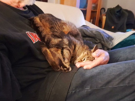 Pussy Galore, a tiger tabby, curls up upside-down my lap. Her tail is much higher than her head, and her back feet flop.
Sigh. 
It's hard to describe the position she's in, other than upside-down.