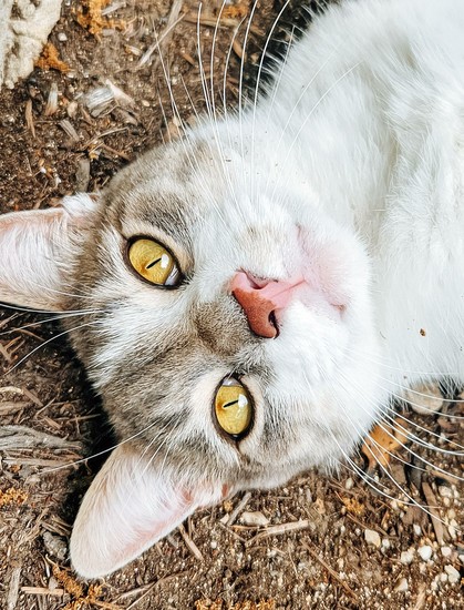 A gray cat with yellow eyes looking for catnip.