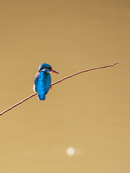𝗣𝗶𝗰𝘁𝘂𝗿𝗲 𝗗𝗲𝘀𝗰𝗿𝗶𝗽𝘁𝗶𝗼𝗻 (𝗘𝗻𝗴): We see a female Kingfisher perched on a leafless twig, with the Pisuerga River in the background, whose waters are murky due to the winter rains, Valladolid, Spain.

𝗣𝗶𝗰𝘁𝘂𝗿𝗲 𝗗𝗲𝘀𝗰𝗿𝗶𝗽𝘁𝗶𝗼𝗻 (𝗘𝗻𝗴): Vemos a una hembra de Martín Pescador posada en una ramita sin hojas, al fondo el río Pisuerga, cuyas aguas bajan turbias a causa de las lluvias invernales, Valladolid, España.