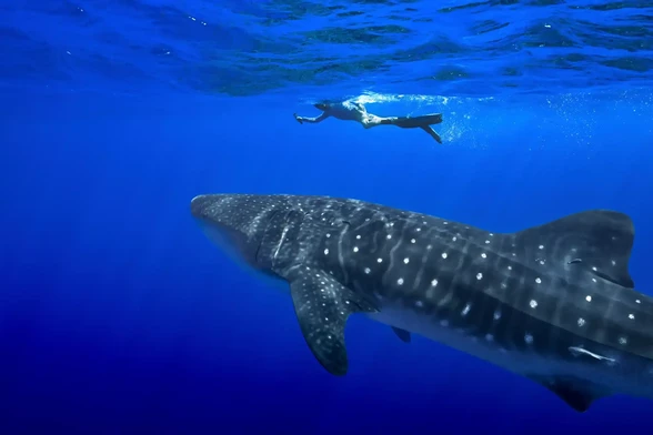 A swimmer has a close encounter with a whale shark.