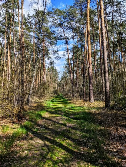A ground-level, eye-level shot looks down a sun-dappled path winding through a dense pine forest near Gommern. Tall, slender pine trees with reddish-brown bark dominate the scene, reaching upwards towards a bright blue sky dotted with fluffy white clouds visible through the canopy. The path itself is earthy, with patches of vibrant green moss and grass growing along its edges and in sunlit areas. Shadows from the trees create a textured pattern across the path. The undergrowth is sparse, consisting mainly of low-lying vegetation and fallen pine needles. The perspective draws the viewer into the depths of the tranquil woodland.