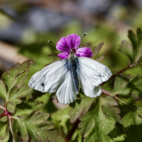Green Veined White butterfly on Herb-Robert