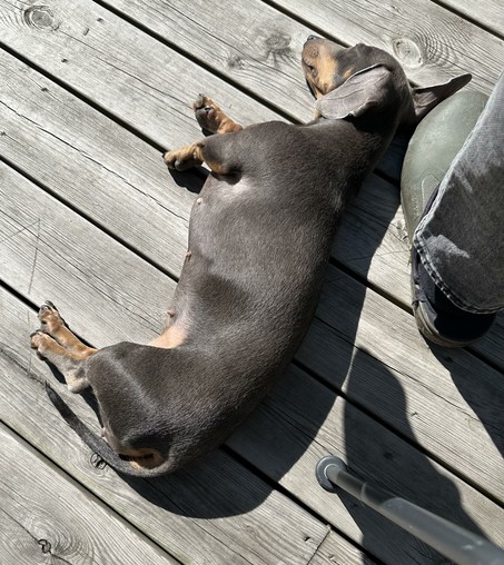 Mini dachshund relaxing in the sun, lying completely relaxed on its side on a wooden deck.