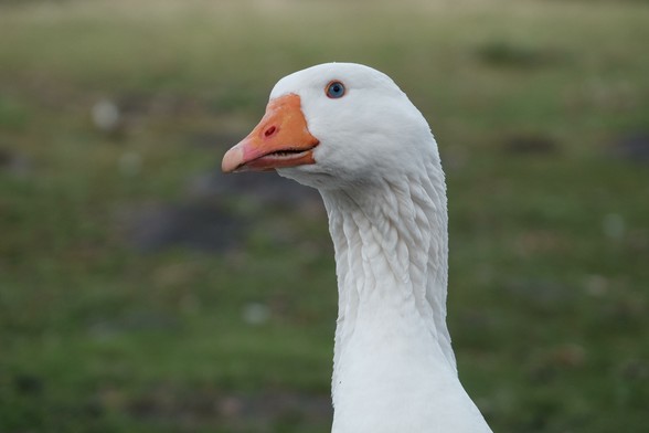 Portrait of a Leine-Gander
