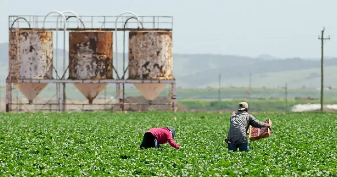 Feldarbeiter im Hochsommer auf dem Acker, im Hintergrund rostige Silos