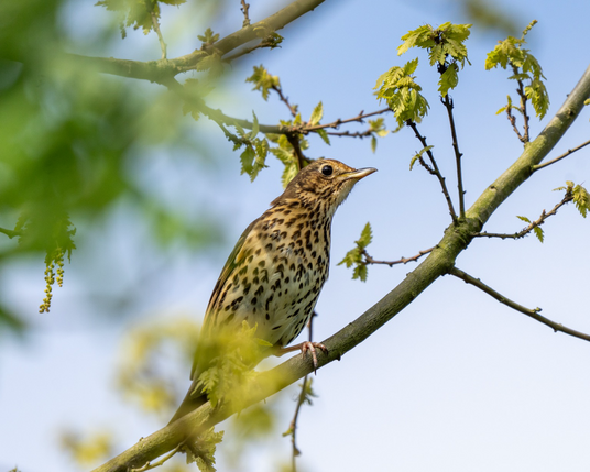 Perched song thrush