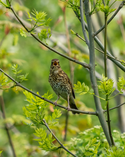 Perched song thrush singing