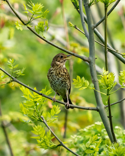 Perched song thrush