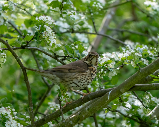 Perched song thrush