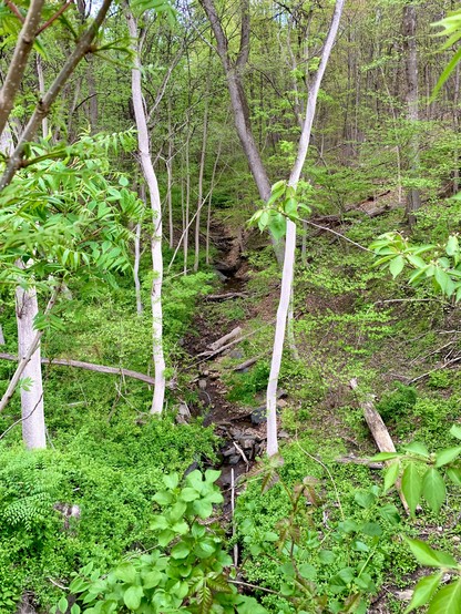 A view of a small stream flowing down a steep valley in the forest.
The stream appears between two trees, surrounded by vibrant green foliage.