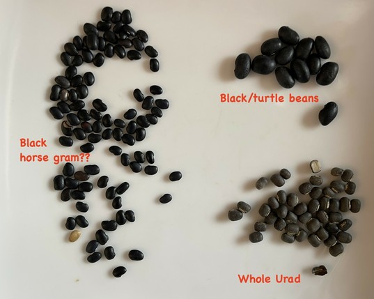 The black lentils, probably black horse gram, compared to other black beans and lentils.