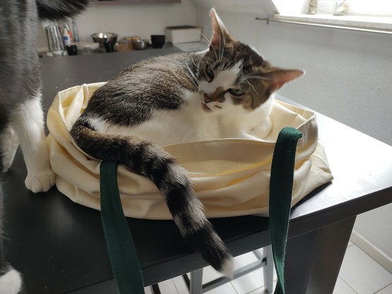 Der Kater Sammy liegt etwas eingerollt in einer Jutetasche und blickt etwas genervt zum Kater Phips. Von ihm sind nur die Hinterbeine zu erkennen