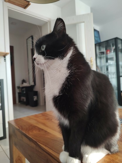 Der Kater Phips sitzt auf einem hölzernen Wohnzimmertisch und blickt in die Gegend