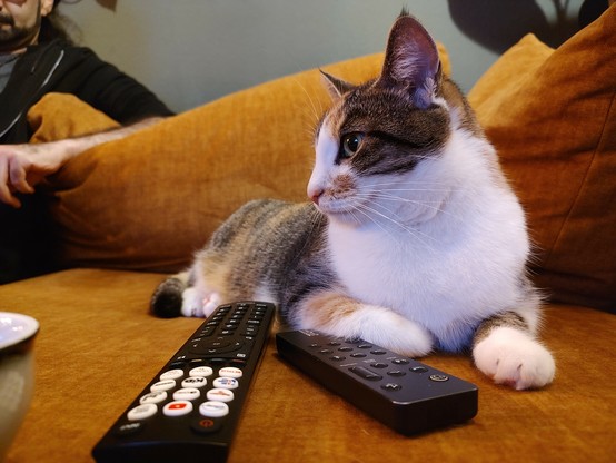 Die Katze Palma liegt bequem auf einem Sofa. Vor ihr liegen zwei Fernbedienungen und im Hintergrund ist ein bärtiger Mann mit langen Haaren zu erkennen