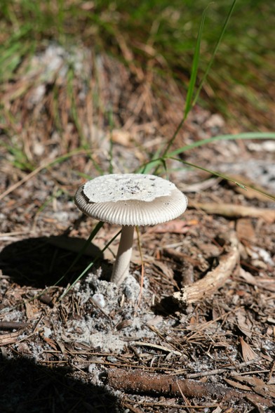 Close up photo of a mushroom. It has delicate zig-zag edges and a bunch of sand on top of it.