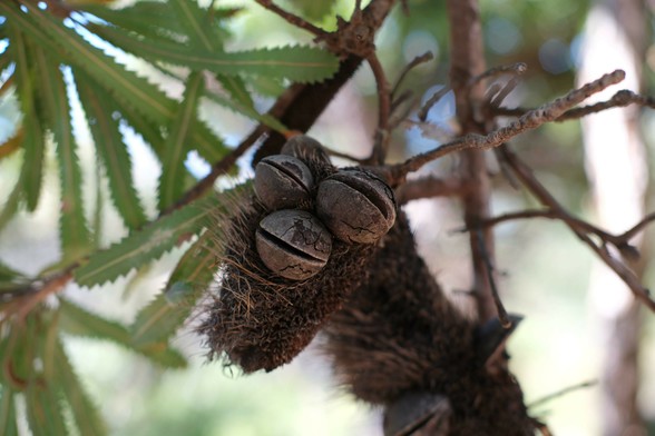 A banksia nut that looks like a creature with two squinting eyes and a partially open mouth.