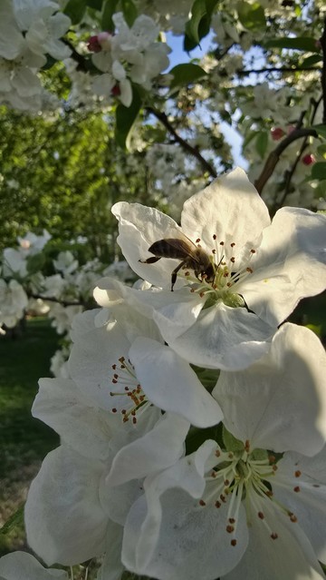 Eine Biene sitzt in einer Apfelblüte, im Hintergrund sind weitere Blüten und Bäume sichtbar.