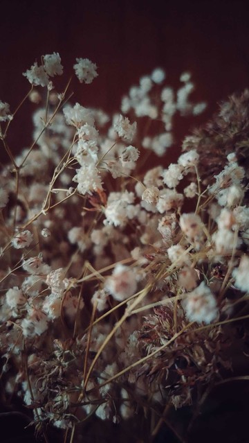 Dried blossoms in the dark of a room.