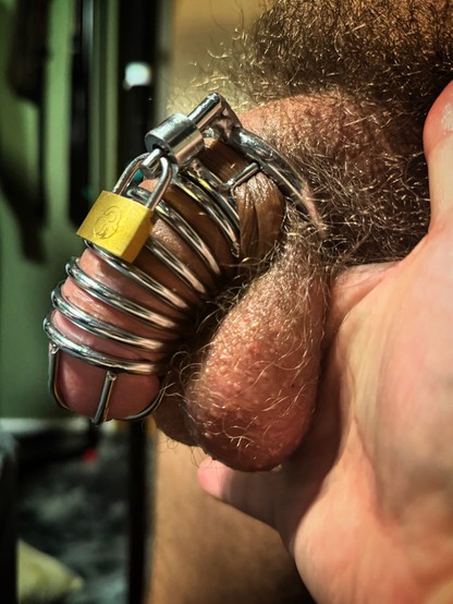 A close up of Pup Lucky’s locked cock