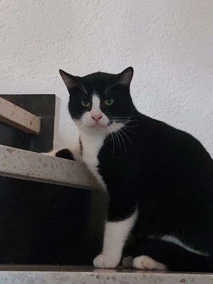 Eine schwarzweiße Katze schaut sehr streng. Sie sitzt auf einer Treppe, eine Pfote liegt auf der nächsten Stufe