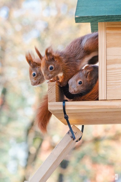 Drei Baby Eichhörnchen schauen aus einem Holzkobel hinaus.