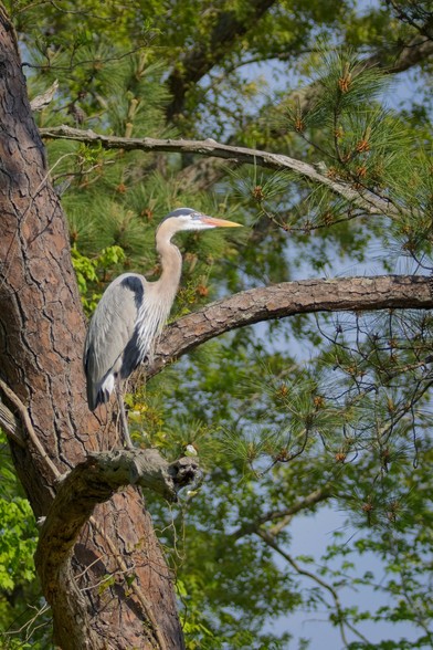 A Great Blue Heron, in profile, perched on a dead branch of a pine tree.