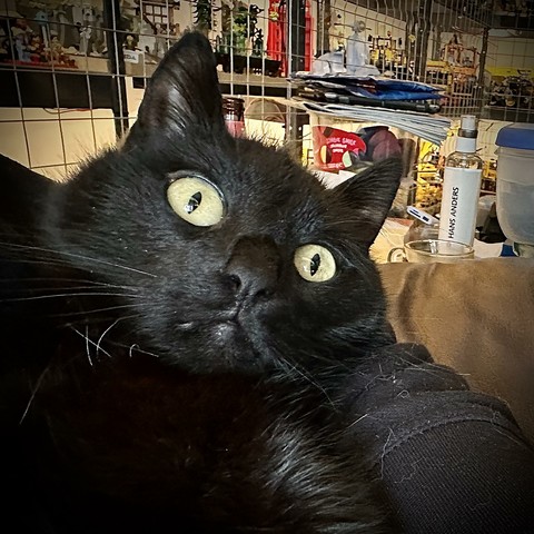 Close up of my all black cat Tibbles, wondering how he went from being a panther to being in my arms having his picture taken.