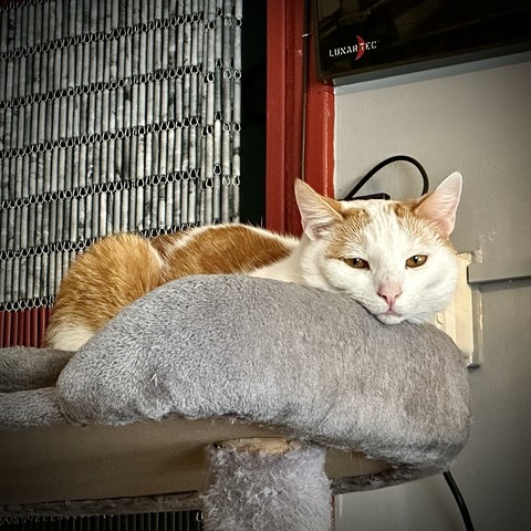 My white and red cat Neelix, super lazy lying in the top bed of the cat tree, wondering why he has his eyes open.