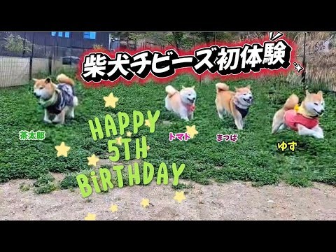 柴犬チビーズの5歳誕生日に初ドッグランをプレゼントしました！