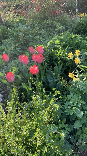Tulpen Narzissen