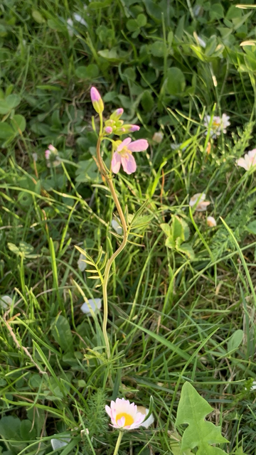 Wiesenschaumkraut
